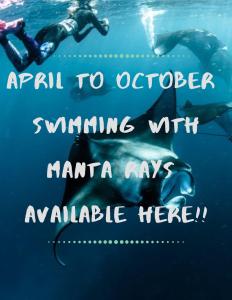 Naviti IslandWhite Sandy Beach-Best Manta Snorkeling的水中游泳的人和海豚
