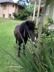 格拉玛多Cabanas Brocker的站在院子的草地上的马