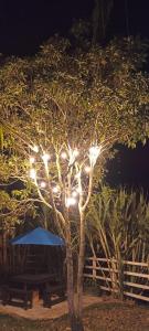 皮塔利托Turismo Colombia Pitalito的桌子前有灯的树