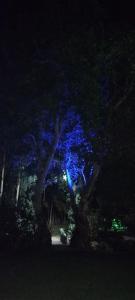 皮塔利托Turismo Colombia Pitalito的夜色是蓝色的树