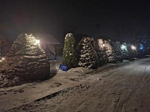 伊拉华Zielone Ranczo的夜雪覆盖的一排树木