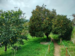 里巴多鲁Quinta Vale do Cabo的两棵橘子树在土路的田野里