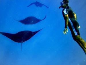Naviti IslandKorovou Eco Lodge的一群海豚在水中