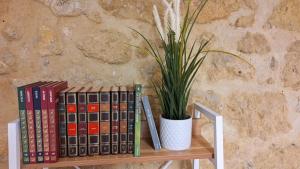恩纳Al Vicolo的藏在书架上的盆栽植物