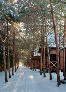 MostiskaFamily Resort的一条有树木和小屋的雪覆盖的小径