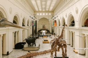 芝加哥Sonder South Wabash的大厅里展示恐龙骨架的博物馆
