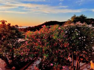 费拉约港圣斯特凡诺酒店 的日落时分有花的树群