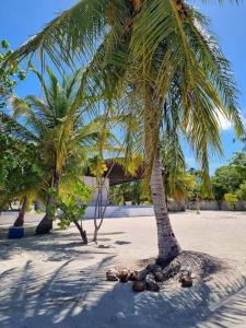 丹格迪Amore Apartment, Maldives的海滩上的棕榈树,下面有一堆球