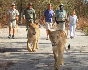 ToubakoutaLa kora的一群人带着狮子在路上行走