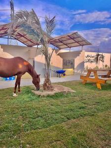 Ad Dihāsīyahمربط الجازي的棕榈树旁边的草上放牧的马
