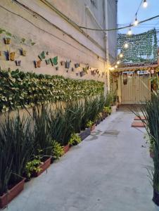 墨西哥城Alo México的建筑墙上有植物的庭院