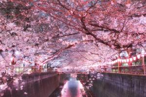 东京Shibuya Hana House的一条运河上开满鲜花的粉红色樱桃树隧道