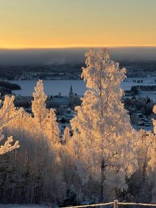 SiljansnäsSiljansnäs Stugby & Resort的一群雪覆盖的树木,以城市为背景