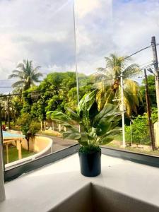 Baie du TombeauKozy Korner Apartment的坐在窗台上,景色优美的盆栽植物