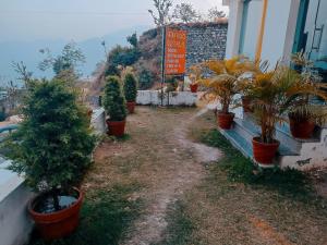 ShivpuriRatan Homestay的一组盆栽树木