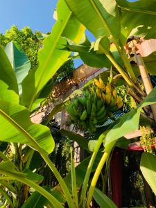 清迈清迈恒考度假村的香蕉树上悬挂的一束香蕉
