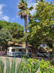 卡里拉乐加塔格罗萨露营酒店的停车场里的棕榈树和拖车