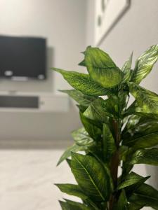 海米斯穆谢特شقق ثمانين بارك1的一间带电视的客房内的绿色植物