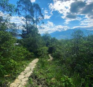 CuispesCasa de la Montaña Sagrada (Hospedaje Místico)的一条穿越森林的山路