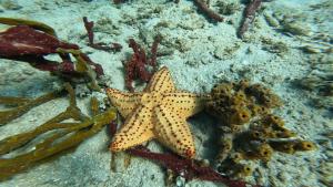 Playón ChicoSplendid San Blas - All Inclusive的海星和其他生物