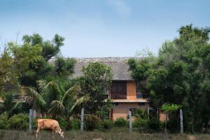 蒂鲁瓦纳马莱Gia Mantra Eco Resort/stay的牛在房子前面的田野里放牧