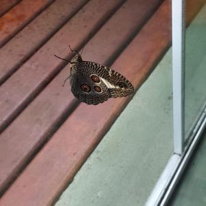 乌巴图巴La Casa Rozada Prumirim的蝴蝶坐在窗台上