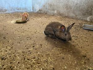 SorgonoAgriturismo Pranu的两只兔子坐在笼子里