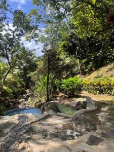 卡斯特里Nature World St.Lucia的森林中间的小水池