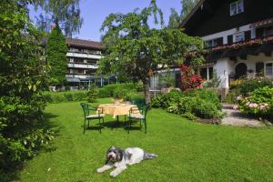 基姆湖畔普林莱因哈特花园酒店的一只狗躺在院子里的草地上