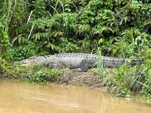京那巴当岸Borneo Jungle Adventure的一条河岸上放着鳄鱼