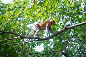 京那巴当岸Borneo Jungle Adventure的猴子坐在树枝上