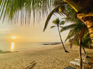 Punta Bajo RicoSonny Island Resort的棕榈树和海洋的海滩