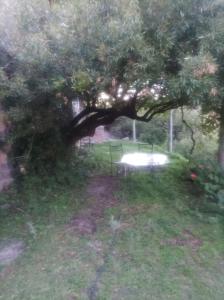 波特雷罗德洛斯弗内斯Posada el antiguo refugio的田野里的树,在野餐桌下