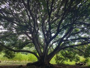 MéridaFinca Mystica的田野中树枝繁茂的树