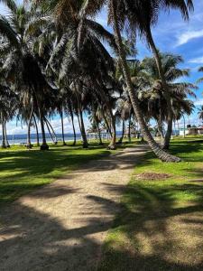 AchoertupoCabaña frente al mar islas de San Blas icodub的海滩上一棵棕榈树和大海