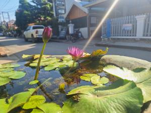 琅勃拉邦Le KhounSok Boutique Hotel的水景,有粉红色的花叶