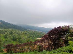 乌提Wander Valley的享有郁郁葱葱的绿色山坡和树木的景致