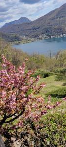 BrusimpianoLa Finestra sul Lago的湖前有粉红色花的灌木