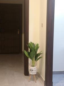 麦加هلتون بلو的木架上走廊上的植物