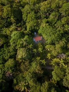 凯鲁Chô Chuá的棕榈树森林的空中景观