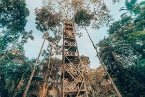 CuyavenusWaita Lodge的树中间的木塔