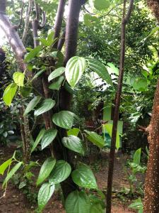 阿努拉德普勒Evergreen Villa Nature Resort的绿叶环绕着树木生长的植物