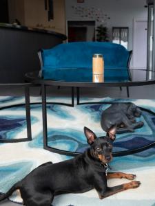 博洛尼亚Elizabeth Lifestyle Hotel的一只黑狗躺在桌子旁边的地板上