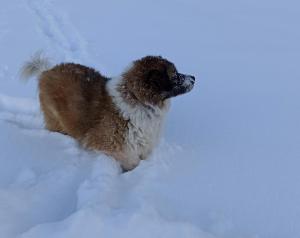 菲耶梅堡里兹住宿加早餐旅馆的狗站在雪中