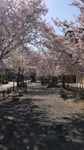 大阪Free Parking Namba south Villa 4 rooms 120m2的公园内种植了带长椅和围栏的樱花树
