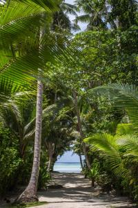 肖尔M&A滨江沙滩山林小屋的海滩上一条穿过棕榈树的路径