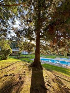 圣弗朗西斯科-迪保拉卡瓦林霍布兰科酒店的游泳池旁的树
