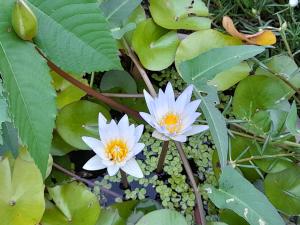 阿努拉德普勒圣市旅游度假酒店的池塘里两只白水百合花,有叶子