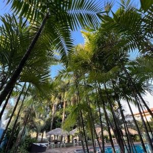萨利诺波利斯Hotel Praia Bela的一组棕榈树,位于游泳池旁