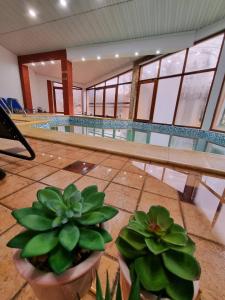 卡库拉塔Hotel Perla Oltului的前面有两株盆栽植物的游泳池